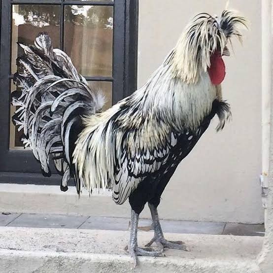 

Fertil telur ayam poland hias siap ditetaskan - ayam polan