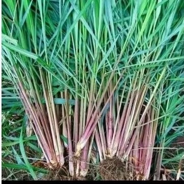 

paket 5 tanaman sereh merah/ sereh herbal