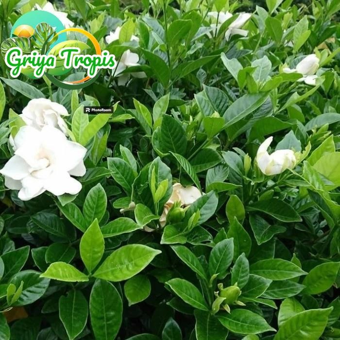 Bunga Harum tanaman bunga melati kaca piring bunga besar wangi pecah piring Hijau