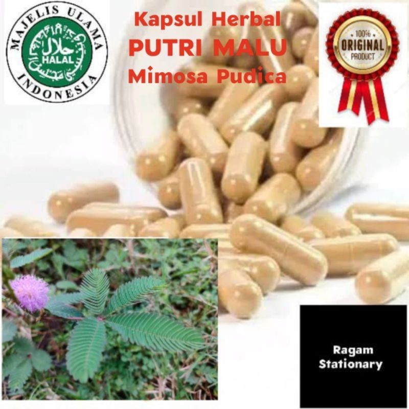 

KAPSUL BUBUK PUTRI MALU HERBAL JAMU OBAT CURAH 100 BUTIR KTM HERBAL joklen9000