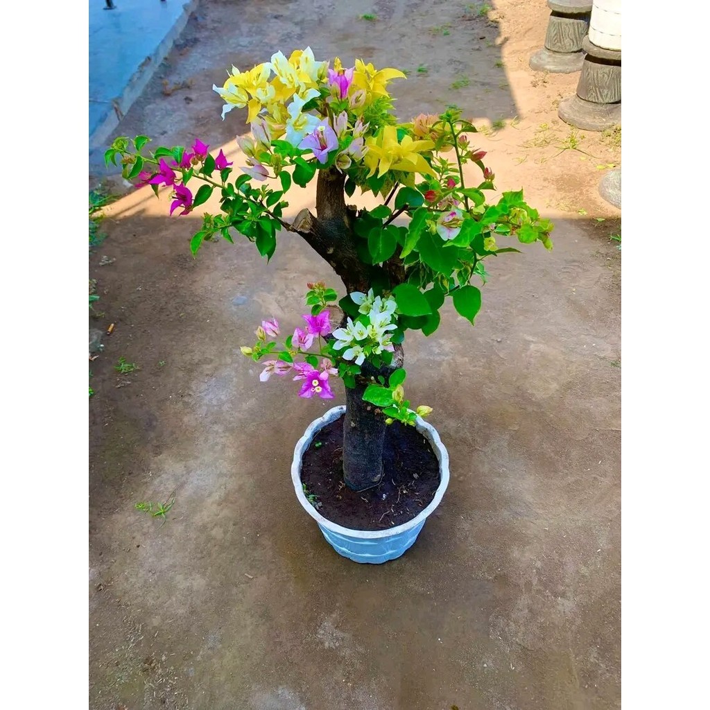 tanaman hias bugenvil bunga tumpuk warna warni