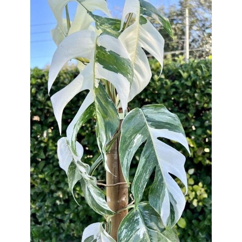 TANAMAN HIAS MONSTERA VARIGATA/Monstera Epipremnum Varigata