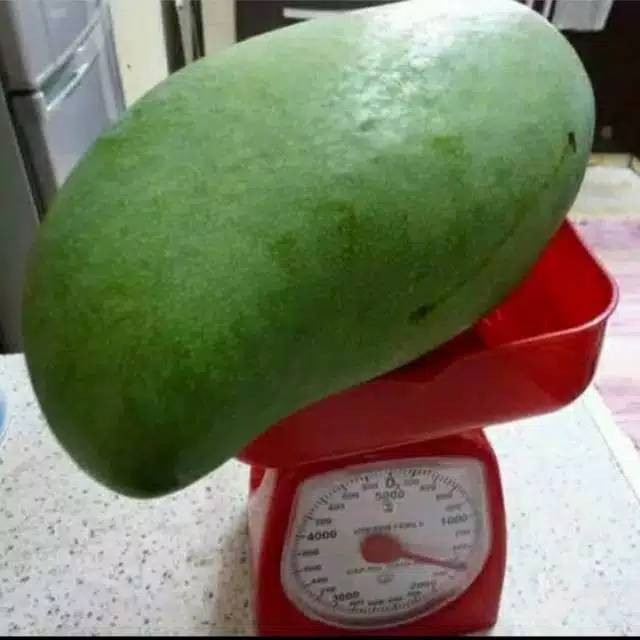 Bibit Mangga Mahatir 1M Original Kualitas Super JURAGAN BIBIT