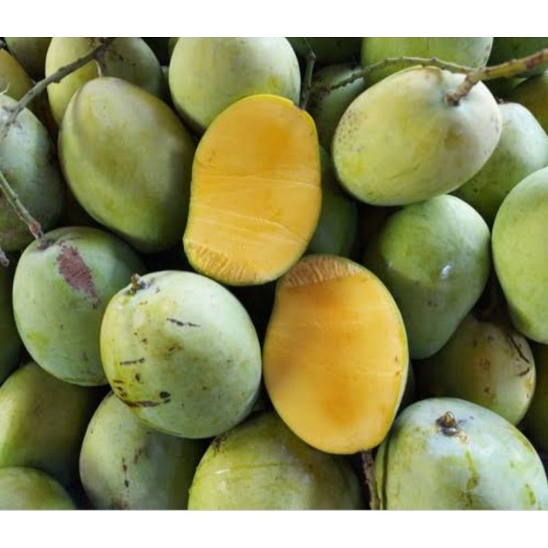 

TEBUS MURAH Mangga Indramayu (500Gram) TERBAIK
