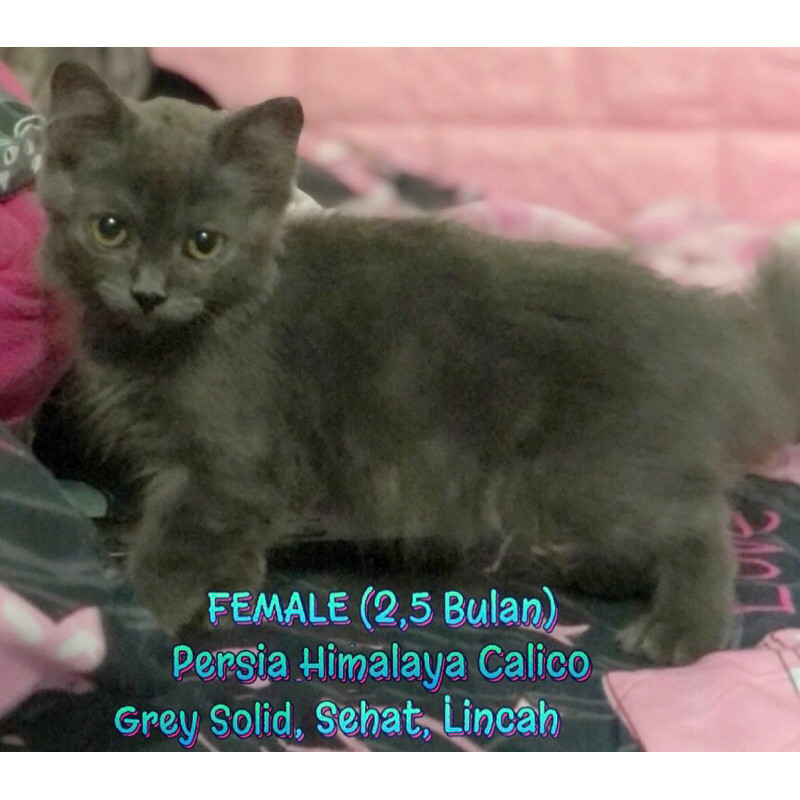 KUCING KITTEN MIX PERSIA MEDIUM HIMALAYA CALICO