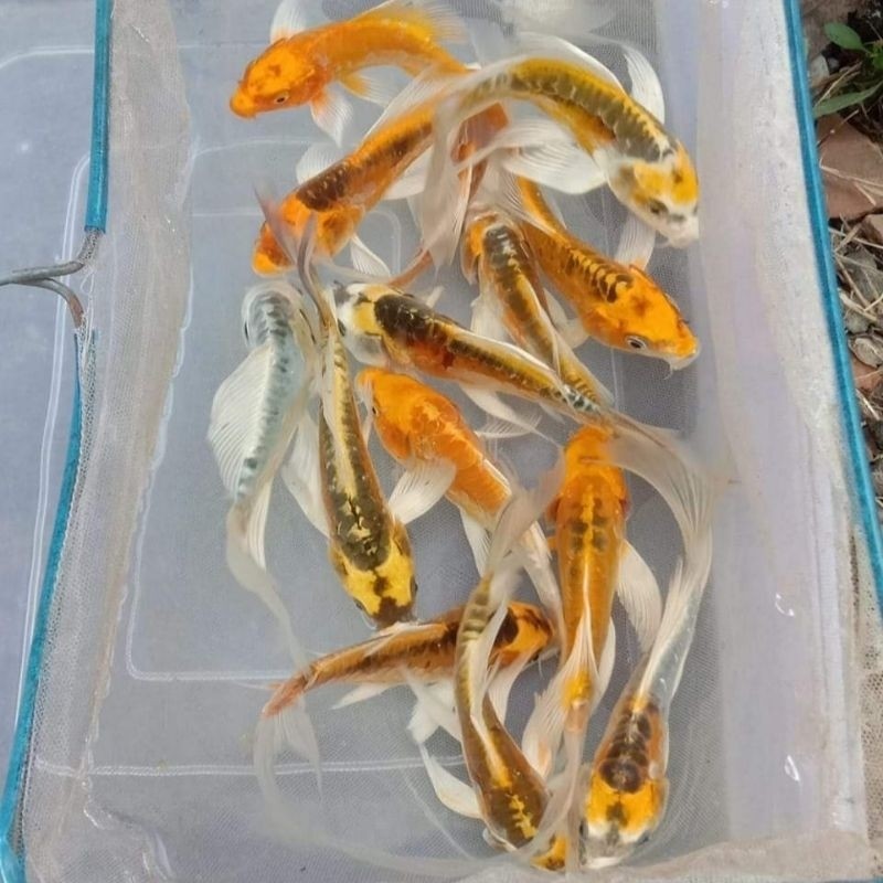 Paket 10 Koi Metalik Slayer Bonus 2