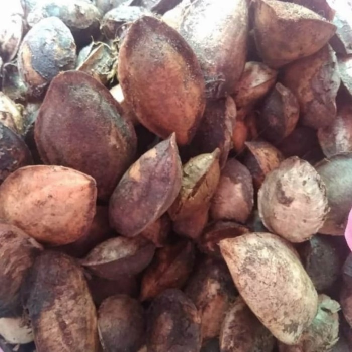 buah biji Ketapang kering 10 kg