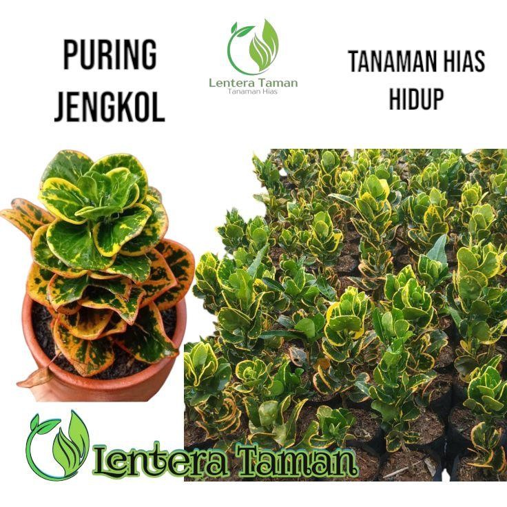 tanaman hias puring koin - puring jengkol - puring koin