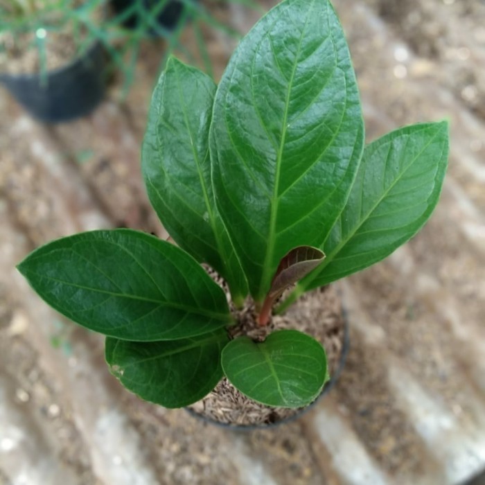 Diskon: jemani cobra katalog