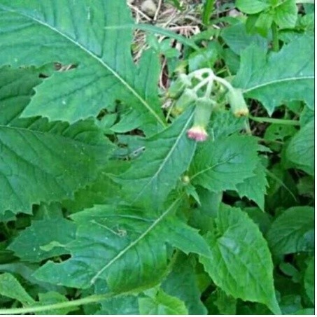 

DAUN SINTRONG SEGAR TERBAIK 1KG LANGSUNG PETIK