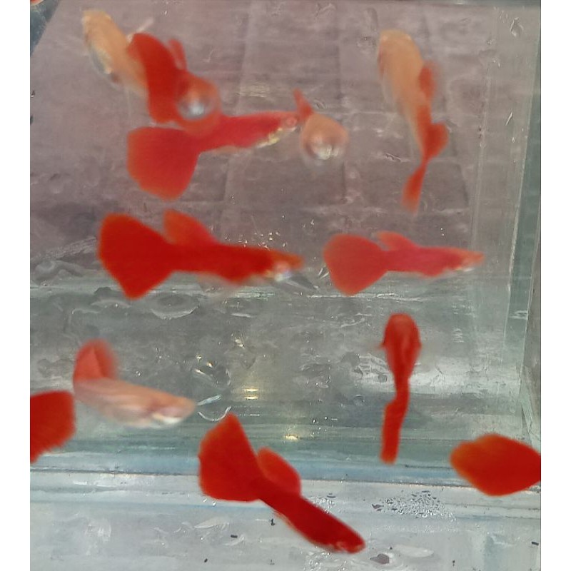 HIASAN AQUARIUM Ikan Guppy AFR (Paket 5 Pasang)