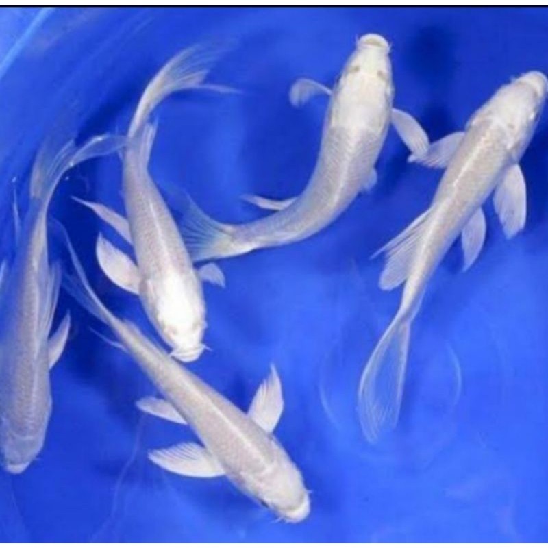 __ ikan koi platinum slayer