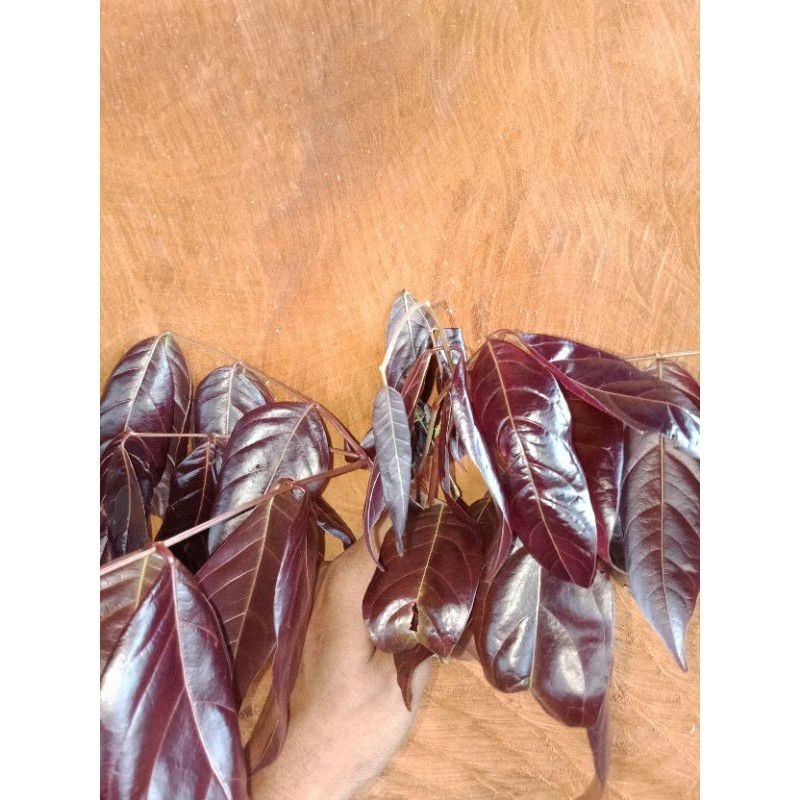 

JUAL DAUN JENGKOL MUDA PILIHAN 30 LEMBAR ADN