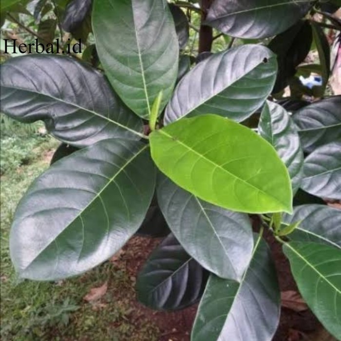 

daun nangka segar perlembar murhhh