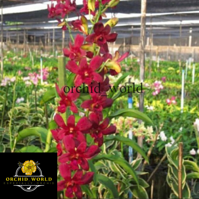 Anggrek Dendrobium Coyote Red