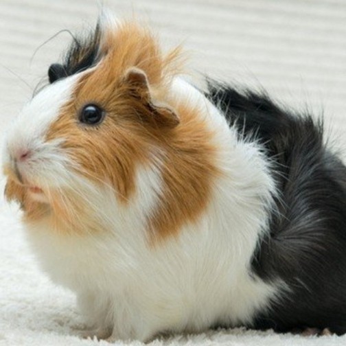 SALE -marmut hias guinea pig