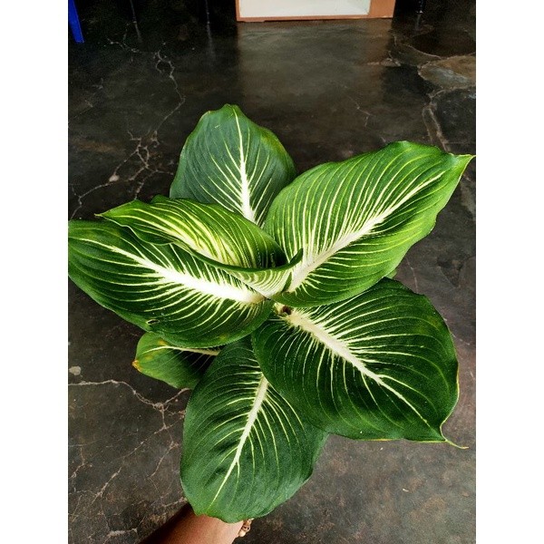 aglonema diven gurita / tissu gianth