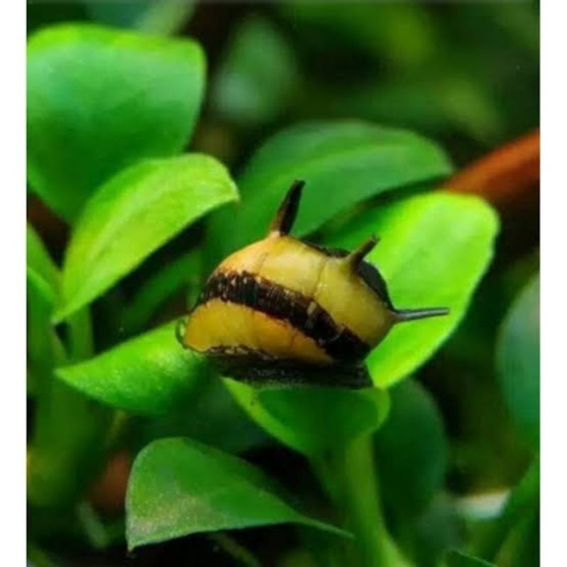 Tanaman Keong Hias Bumblebee Aquascape/Keong Pembersih Aquascape/Keong Pemakan Alga