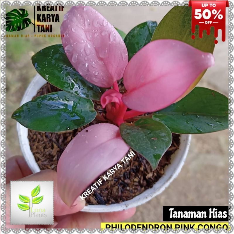 Tanaman hias philodendron pink congo - Philodendron pink congo - Philo pink congo