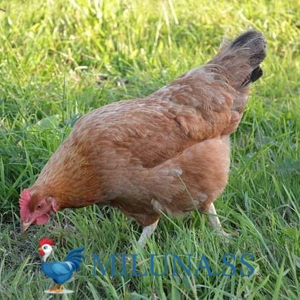 

TELUR AYAM TETAS FERTIL elba / hias / siap cod