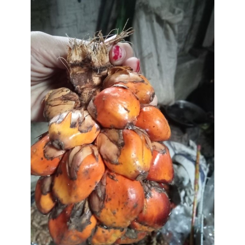 

buah kelapa sawit 1.5 kg