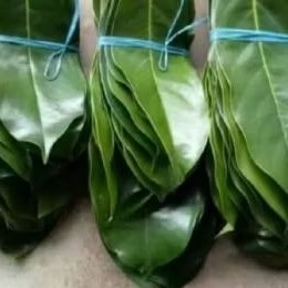 

Daun sirsak organik 100 lembar