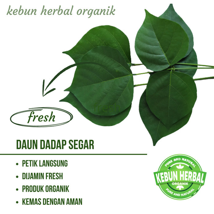 

Termurah Daun Dadap Segar - Daun Dadap serep murah Asli Organik