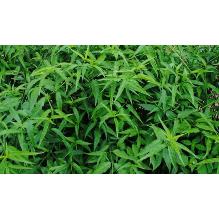 

Daun belalai gajah Segar sabah snake grass segar si pembunuh kanker