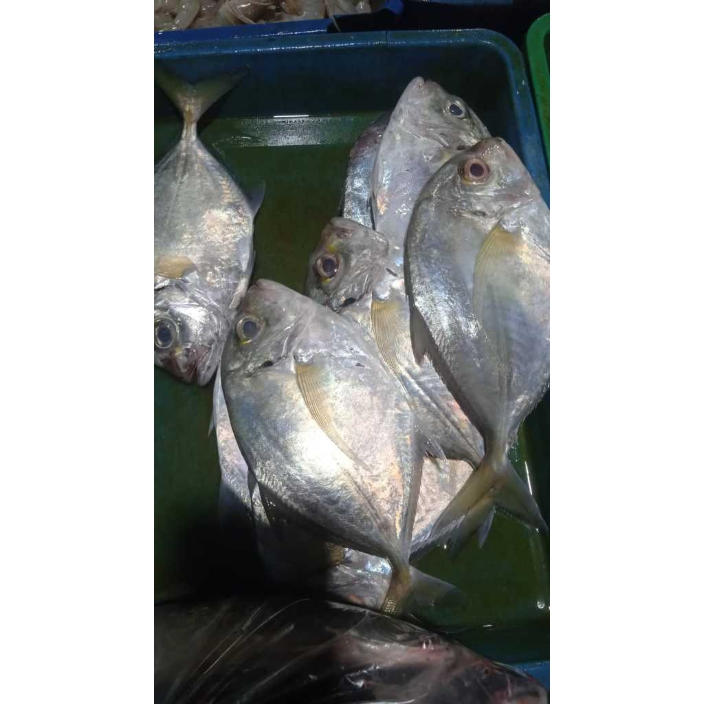 

Ikan Kembung Kue