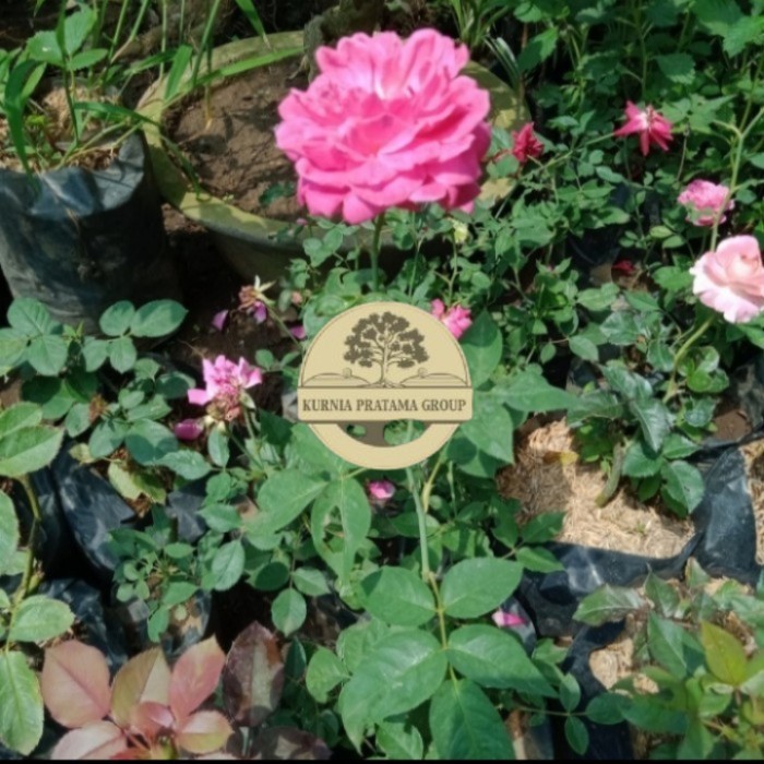 (Paket 3 Bibit) Bunga Hias Mawar Jepang