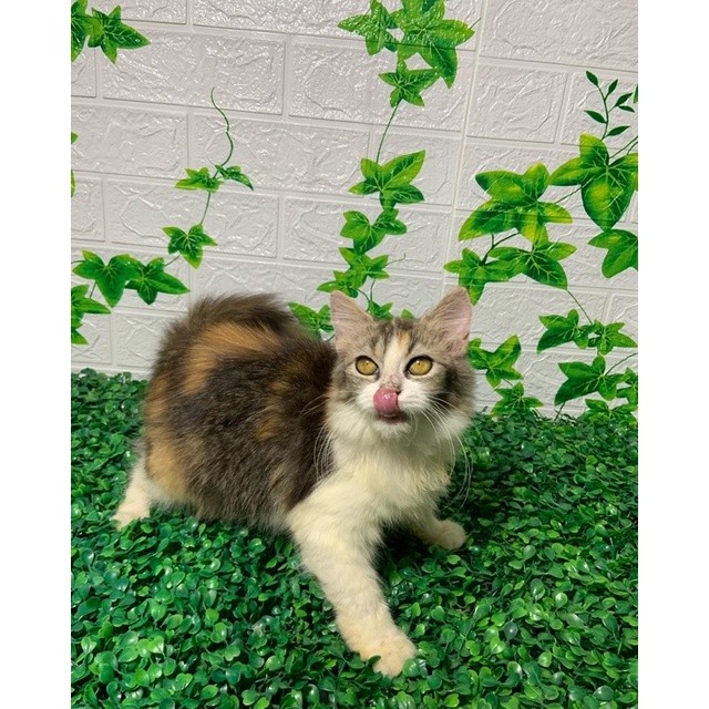 anakan kucing kitten ras persia himalaya ragdoll flatnose peaknose bsh munchkin spinx mixdom calico 