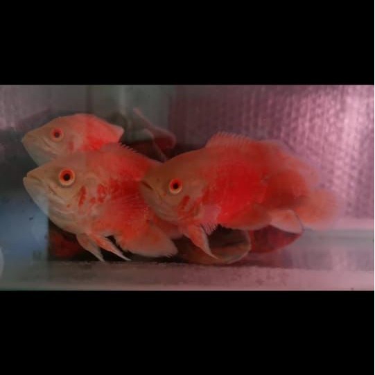 Oscar Red Paris Albino 9-11cm