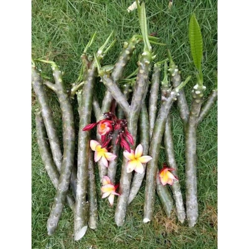 Stek batang kamboja bali - Plumeria acuminatabisa random warna