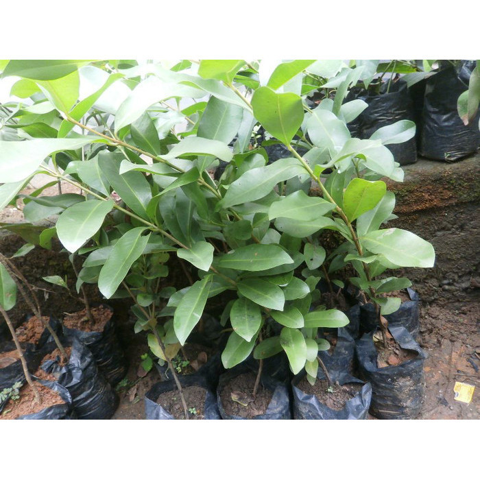 Bibit Tanaman Buah Jamblang Hitam - Juwet - Jamblang Hitam