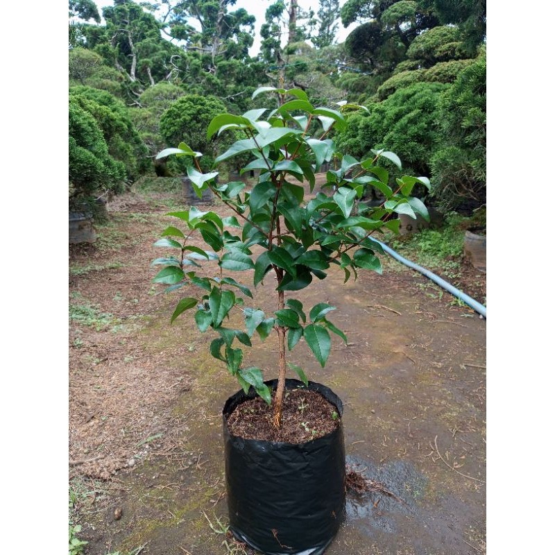 Tanaman Hidup Dewandaru Pohon Ceremai Belanda Bahan Bonsai Murah POHON DEWANDARU Tanaman Ceremai Bel