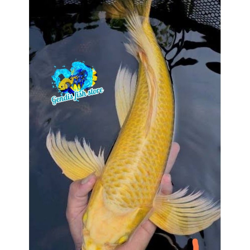 Perlengkapan aquascape Ikan Koi Yamabuki Ogon Slayer longfin hias kolam hiasan 17-19 cm aquarium tan