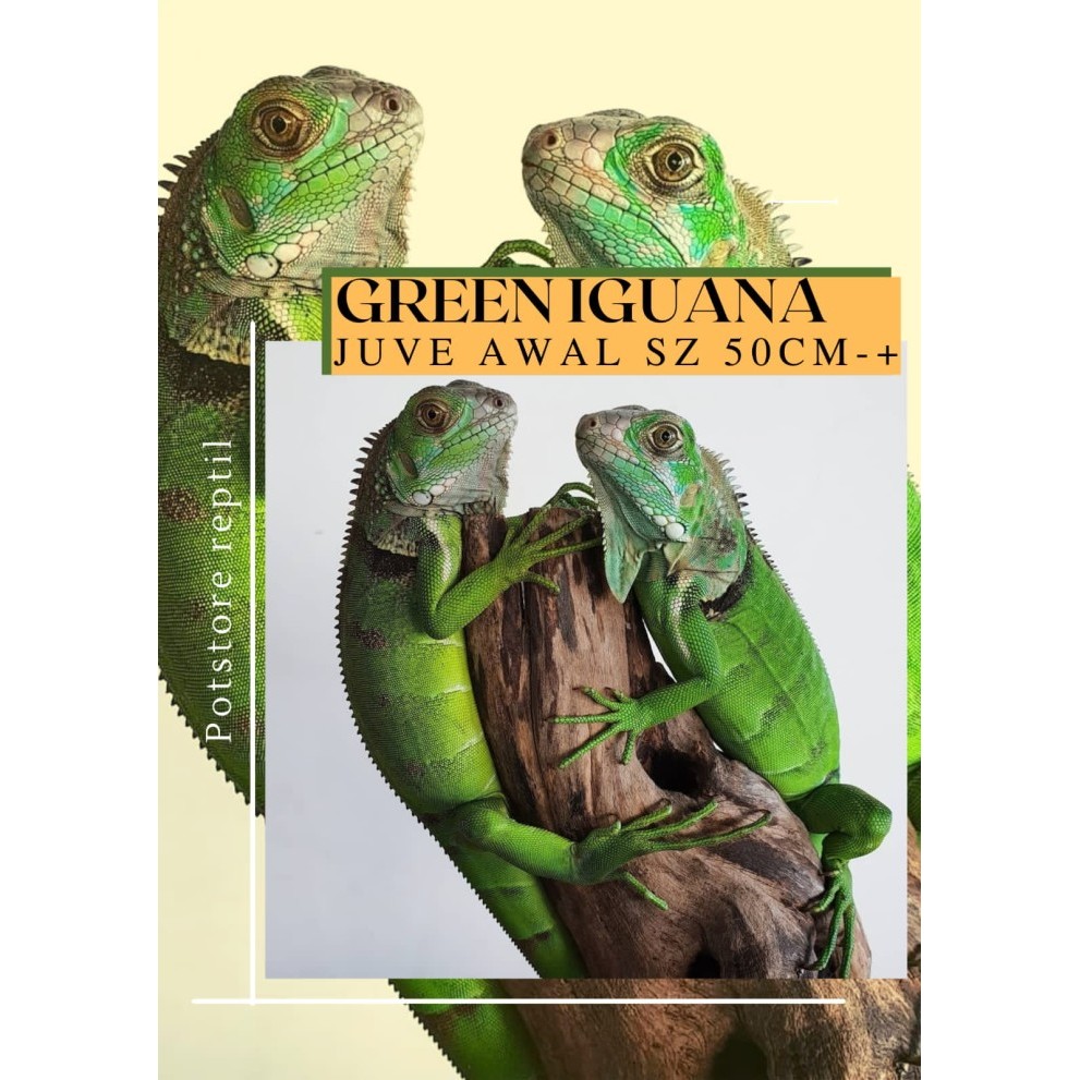 SALE -Reptile / iguana green - green iguana - iguana green juve - Minus uk 35-40, Betina