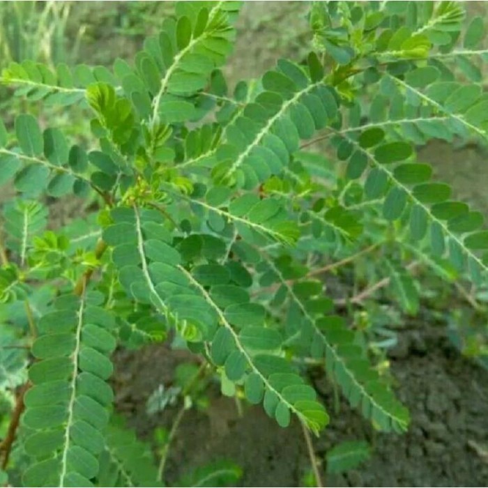 

Daun Meniran Segar 1 Kg Fresh - 500gr