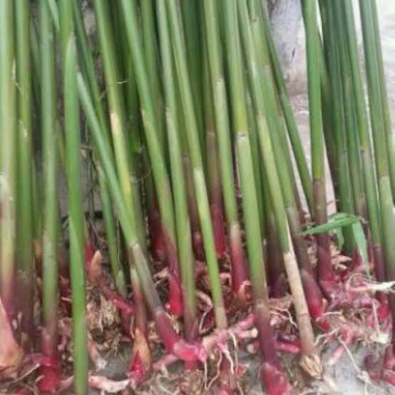 

20 pohon bibit kapulaga lokal kapol lokal