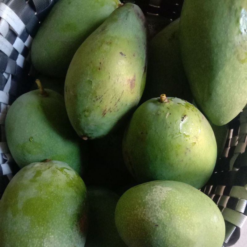 

PROMO AMBYAR Mangga Rujak 1kg TERBAIK