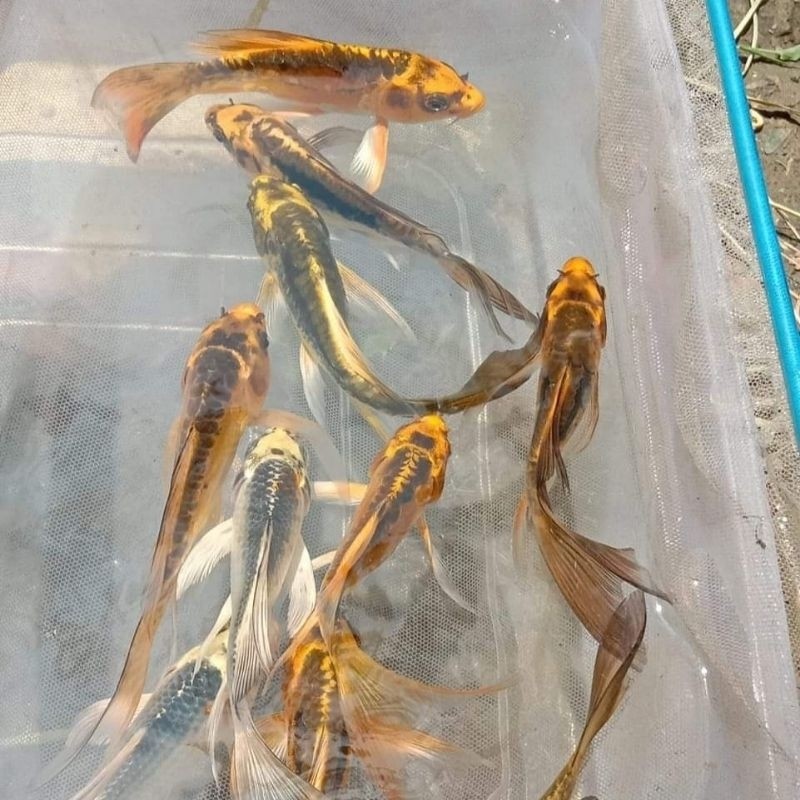 Paketan Koi Metalik Slayer Mix