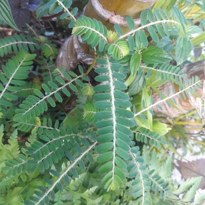 

Promo COD Meniran segar khusus daun 200gram