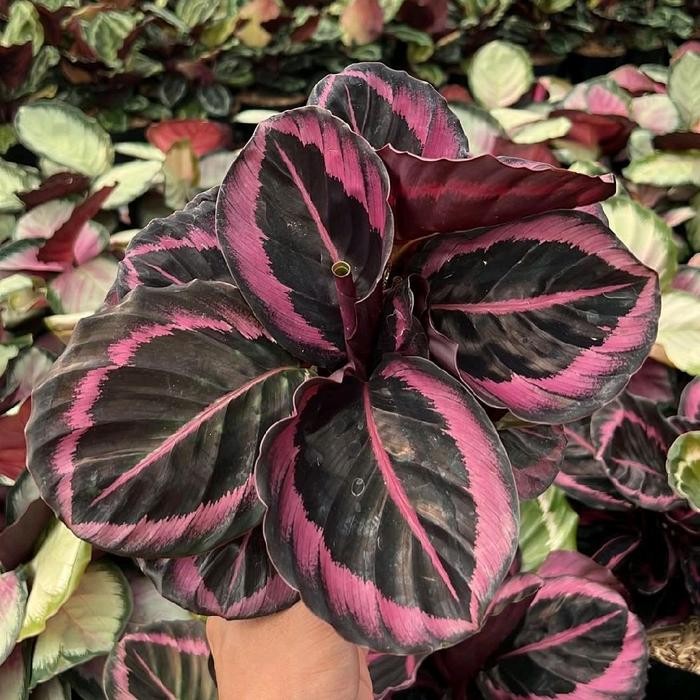 Tanaman Hias Calathea Pink Jessy - Calathea Pink
