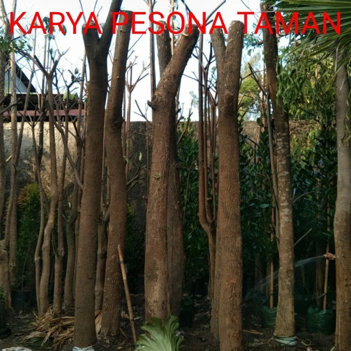 pohon trembesi besar/pohon pelindung