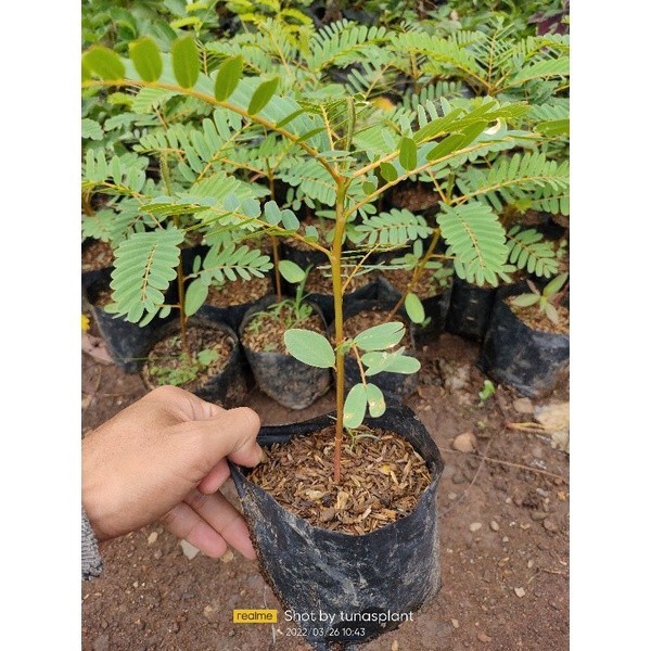 Bibit Pohon Bunga Turi Putih Tanaman Kembang Outdoor Daun Obat Herbal