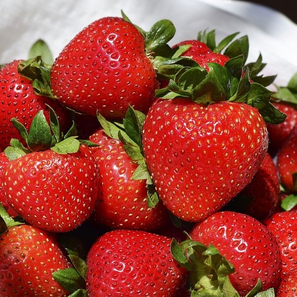 STM Benih Strawberry JUMBO Rasa Manis Bibit Buah Benih Buah [B]