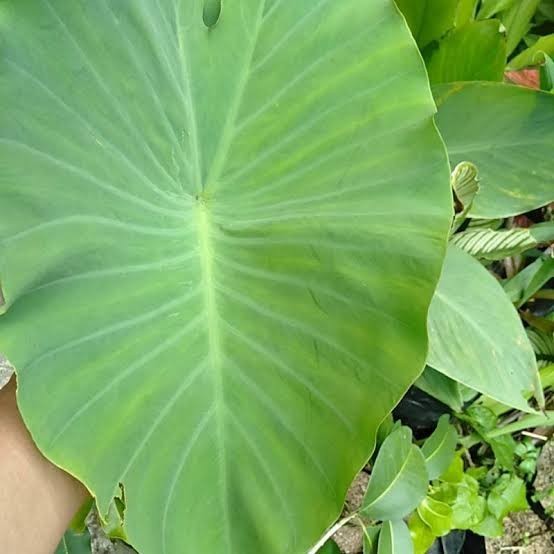 

Daun talas/bungkus buntil fresh talas sayur 200 gram