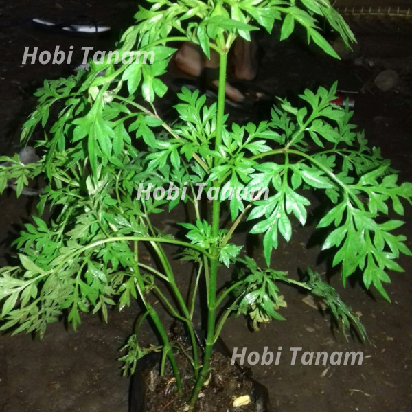 Paket 2 bibit kenikir sayur tanaman sayur lalapan bibit tanaman herbal