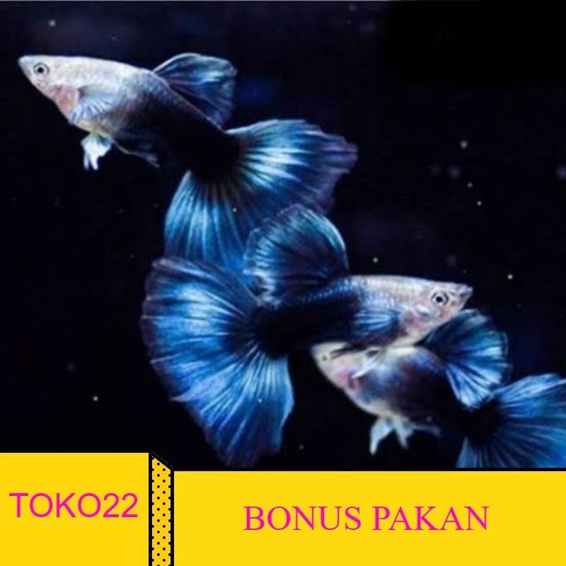 FREEPAKAN Hiasan Aquarium Guppy Hb Blue Taiwan