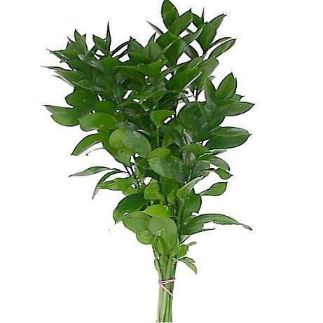 Tanaman Daun RUSKUS Berakar Di Dalam Polybag - Bibit Tanaman Bunga Hidup Daun Ruskus - Tanaman Dekor